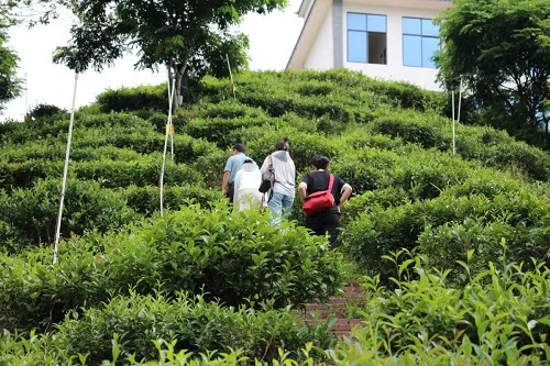 湘大學子：凝聚助農(nóng)力量，踐行擔當精神